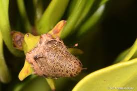 Image result for Ceriops