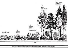Ecological Succession Concept Process And Its Strategies