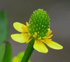 Image result for Ranunculus sceleratus
