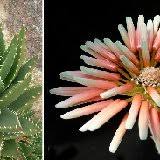 Image result for Aloe mzimbana