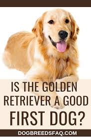 is a golden retriever a good first dog dog breeds faq