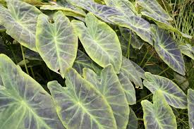 Great savings on hotels in kampong padang keladi, malaysia online. File Colocasia Esculenta Var Illustris 2zz Jpg Wikimedia Commons