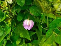Image result for Clitoria ternatea