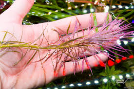 Image result for Pogostemon