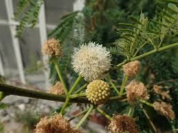 Image result for Leucas tettensis