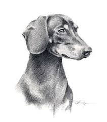 dachshund clube alena nikifarava dachshund art dachshund sketch dog drawing