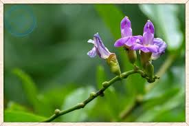 Image result for Canavalia cathartica