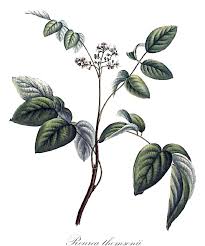 Image result for Connaraceae