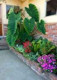 Landscaping Front Yard Tropical Elephant Ears 70 Ideas Landscaping Plants Front Yard Landscaping Plants