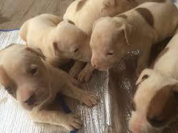 Our pit bull puppies are trained and breed with extra care to make them strong, athletic and extremely loving pit puppies. Pitbull Pups For Sale Pets Nigeria