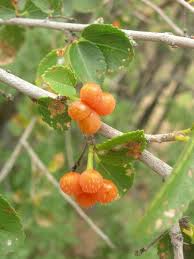 Image result for Grewia praecox