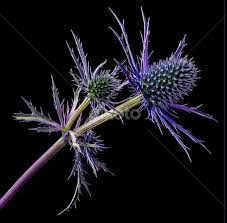 Sea Holly By Richard Schofield Flowers Single Flower Macro Holly Macro Sea Holly Single Flower Flowers Photography