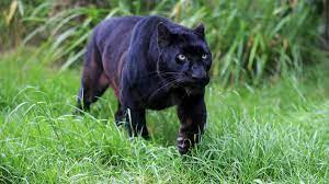 Jetzt puma ganz einfach bei douglas bestellen und 2 gratisproben sichern! Schwarzer Panther In Obing Gesichtet Ein Irrtum Br24