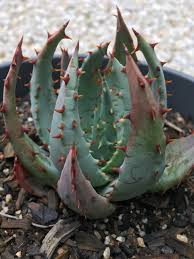 Cacti have numerous anatomical and behavioral adaptations for absorbing and storing water, preventing water loss, protecting themselves from predators, limiting damage from the hot sun, saving their energy, requiring few resources, and attracting pollinators. Aloe Peglerae