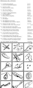 Activity Protist Dichotomous Key Activity Dichotomous Key Life Science Middle School Life Science Classroom