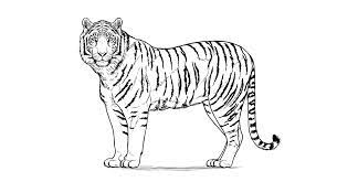 Photokabalfalah mewarnai gambar harimau kartun. Sketsa Gambar Harimau Yang Mudah Kamu Gambar