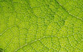 Textures.com is a website that offers digital pictures of all sorts of materials. Download Wallpapers Green Leaf 4k Macro Green Leaves Leaves Texture Green Leaves Texture Close Up Leaf Pattern Leaves Leaf Textures For Desktop Free Pictures For Desktop Free