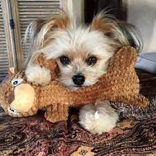 Pet health, low prices, free shipping & 24/7 support, shop today! Pet Health Center Of La Jolla 31 Photos 30 Reviews Pet Groomers 1135 Torrey Pines Rd La Jolla Ca Phone Number
