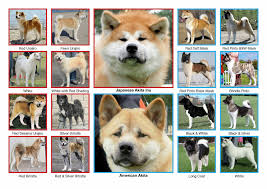 Https Www Facebook Com Cagribeykantura Face Akita Dog Japanese Akita American Akita
