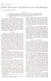 Image result for Brachyachne patentiflora