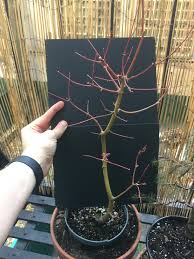 Maybe you would like to learn more about one of these? Coral Bark Maybe Japanese Maple Pre Bonsai Album On Imgur