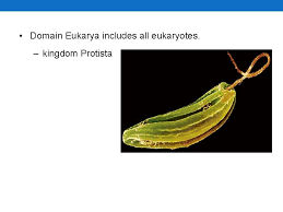 Classification The Linnaean Classification System Has Limitations Linnaeus