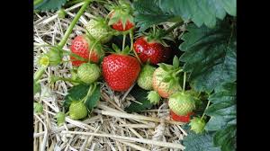 во саду ли в огороде юлия миняева посадка чеснока Otlichnaya Klubnika Sazhayu Ee Mnogo Posadka Klubniki Youtube