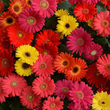 Opening hours for variety stores in hightstown, nj. Main Wholesale Florist Premium Fresh Cut Wholesale Flowers