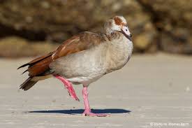 See full list on myfwc.com Egyptian Goose Alopochen Aegyptiacus Info Details Facts Images