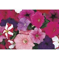 2 Gallon Multicolor Petunia L17355 Lowes Com Petunias Winter Plants Hanging Baskets