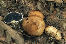 Image result for Scleroderma cepa