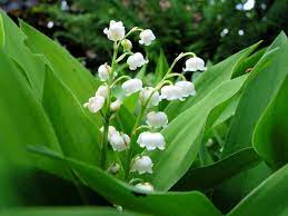 Maybe you would like to learn more about one of these? What S Your Birth Flower Birth Month Flowers Meanings The Old Farmer S Almanac
