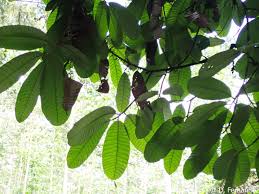 Image result for Sapotaceae