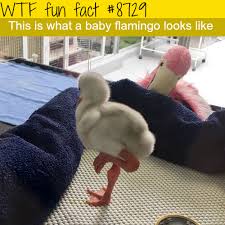Baby Flamingo Wtf Fun Facts Fur Babies Pinterest Wtf Fun Facts Fun Facts And Weird Facts