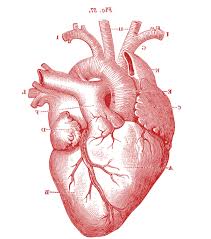Drawing realistic anatomy can be a challenge. Heart Drawing Anatomy Anatomy Drawing Diagram