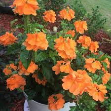 Image result for Crossandra mucronata