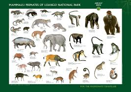 Pin By Angela On Gabon Wild Animals Pictures Animal Pictures Wild Animals List