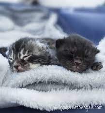 Bengal Kittens Cats For Sale Near Me Wild Sweet Bengals Bengal Kitten Bengal Cat Bengal Cat Breeders