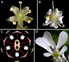 Based on the nature of the embryo in the seed, angiosperms are again divided into the following two types:monocotyledonous anddicotyledonous plantsmonocotyledonous plantsmonocotyledon is commonly. Https Www Mdpi Com 2073 8994 11 4 473 Pdf