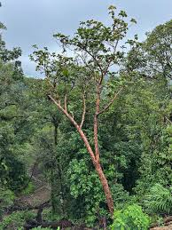 Image result for Icacinaceae