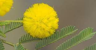 Acacia Nilotica Yellow Flower And Leaves Australian Wildflowers Yellow Flowers Flowers