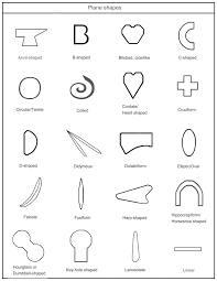 Image result for Rhynchotropis poggei