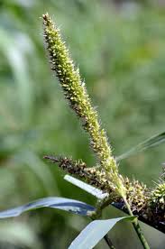 Image result for Setaria restioidea