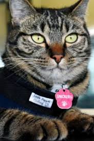 Pin On Cat Tips