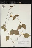 Image result for Glossostelma spathulatum