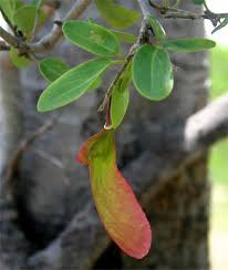 Image result for Securidaca longepedunculata