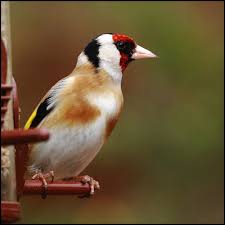 Name Birds That Start With F Fabulous Animals Whose Names Begin With The Letter F Animals Shocking Facts Cat Template