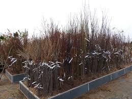 Maybe you would like to learn more about one of these? Okrasna Skolka A Zahradne Centrum Rimavska Sobota Zahradne Centra Sk