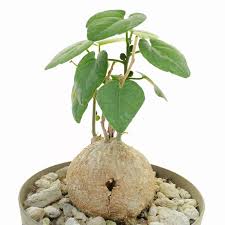 Image result for Pyrenacantha