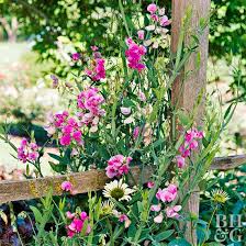 Fabaceae) is an herbaceous perennial vine in the pea family that has a long history in horticulture as an ornamental. Sweet Pea Better Homes Gardens
